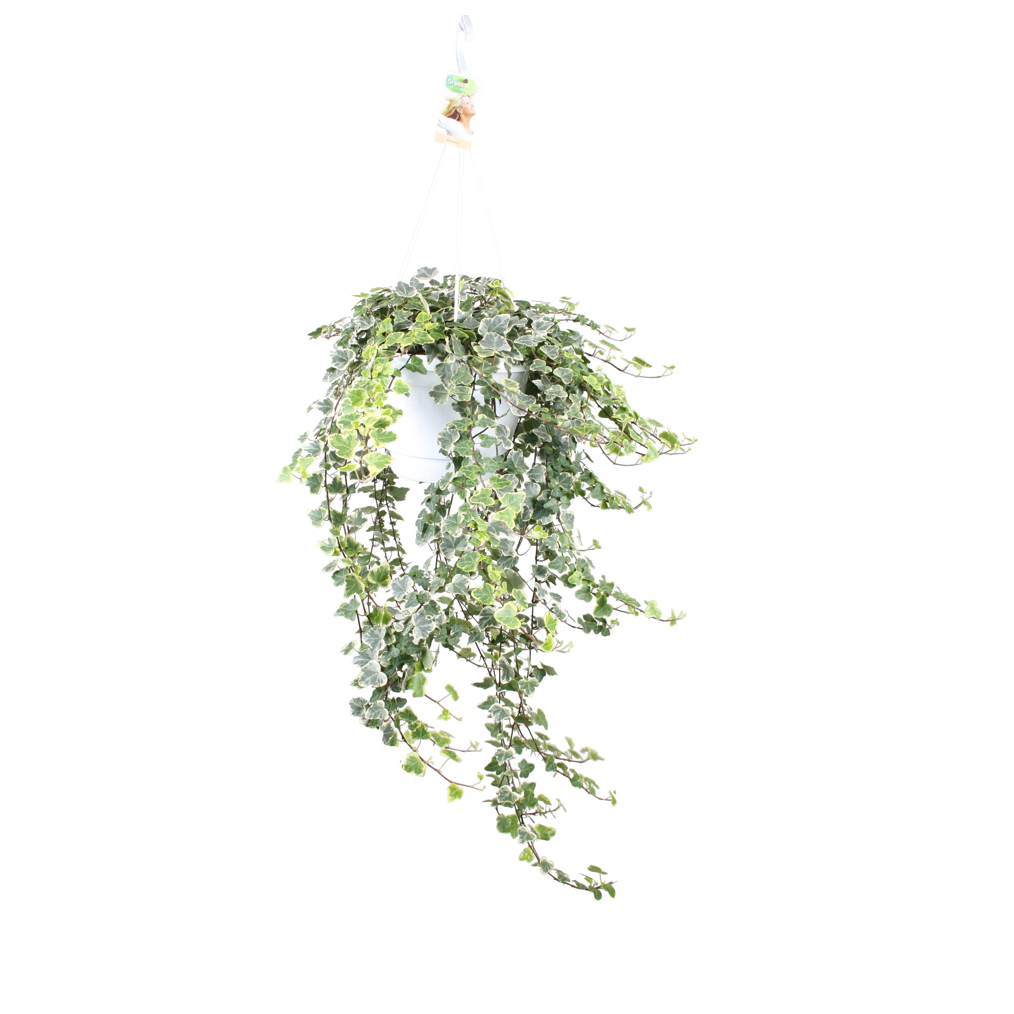 Hedera helix White wonder - hang/XXL, D 24