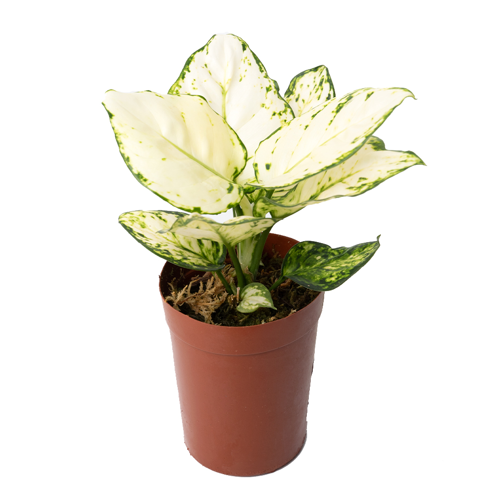 Аглаонема супер вайт 10 27 (предзаказ)