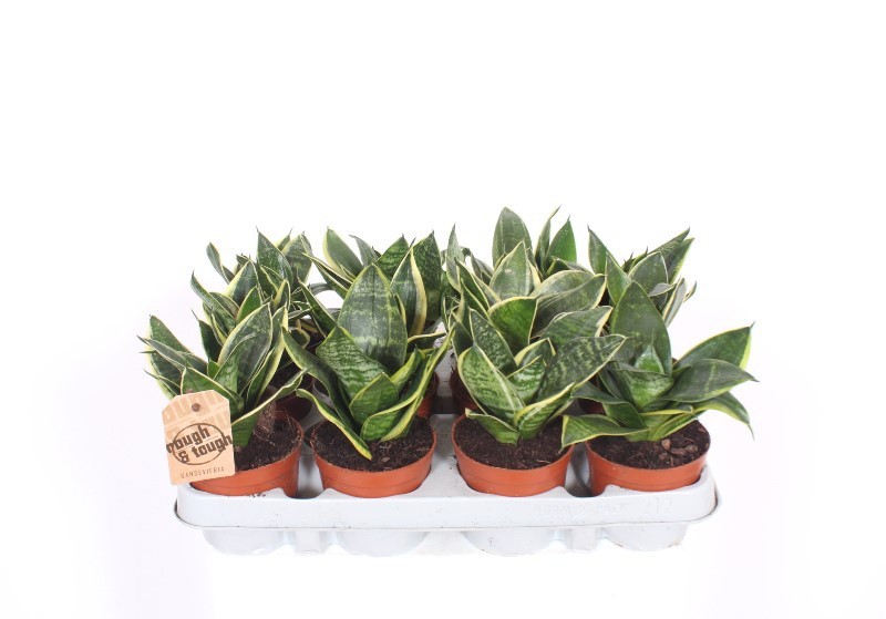 Sansevieria Golden Edge Hahnii, D 9