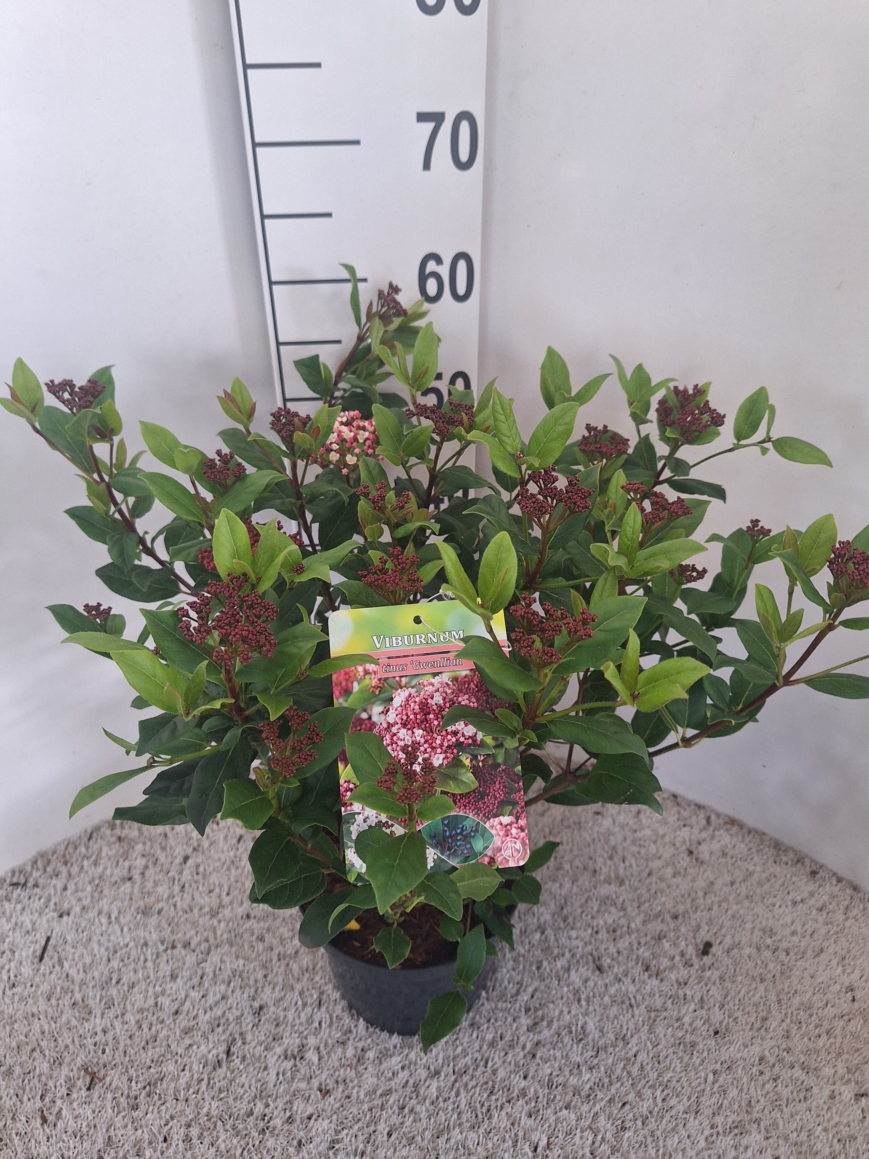 Viburnum tinus 'Gwenllian', D 21