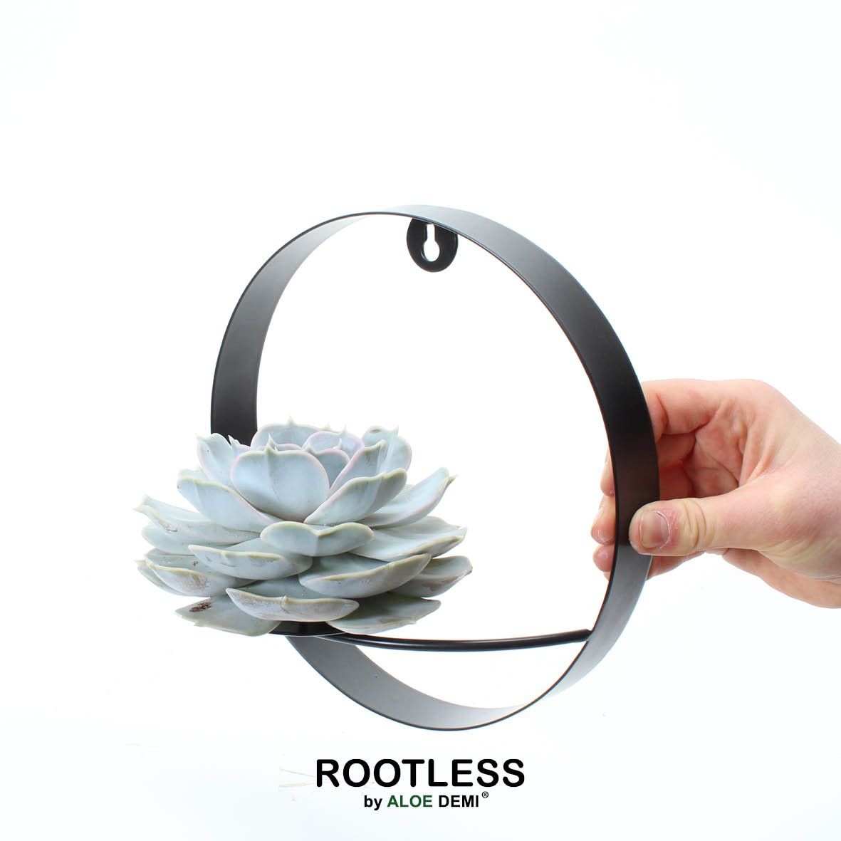 ROOTLESS Echeveria lilacina, black metal for wall, D 22