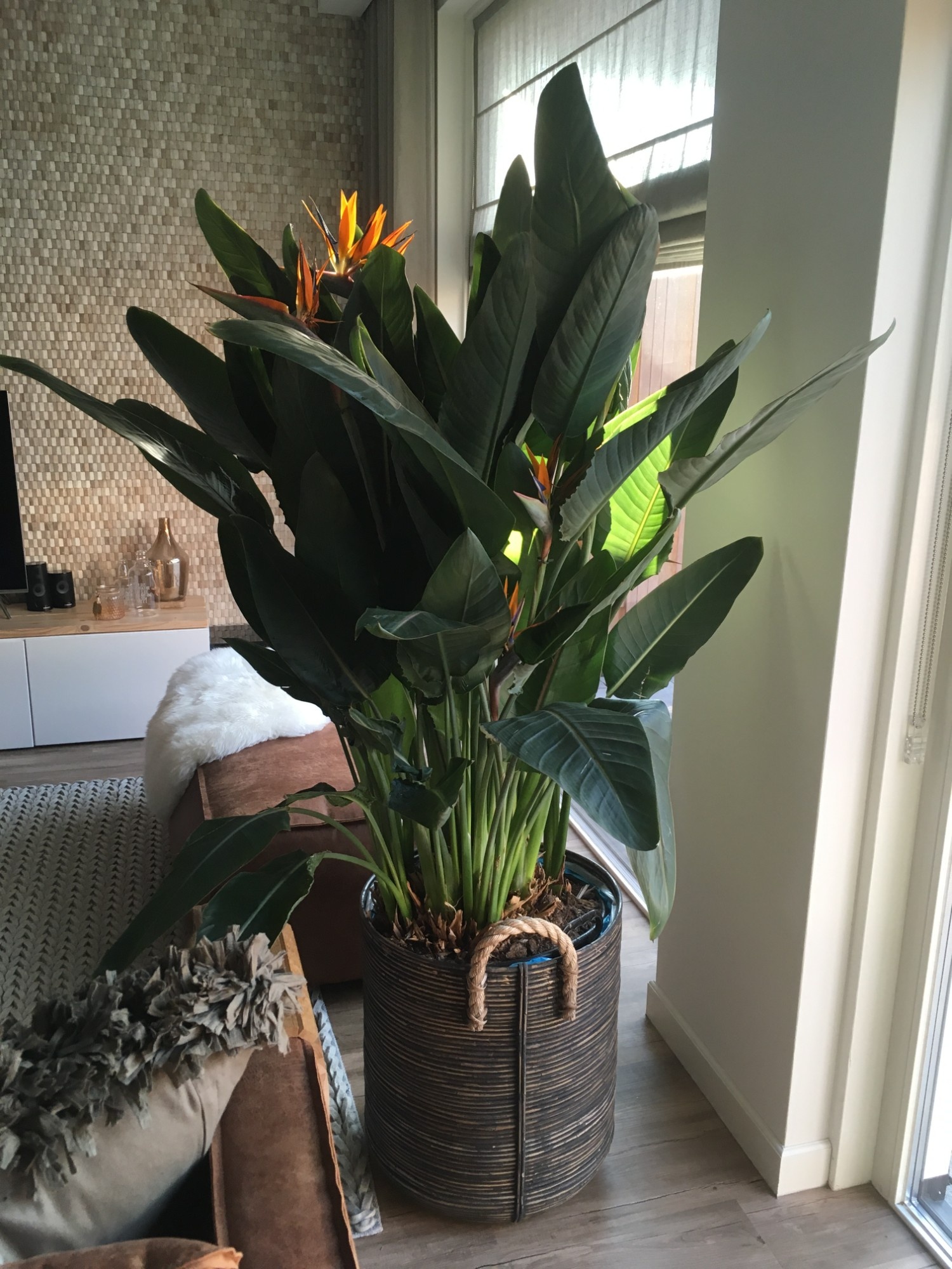 Strelitzia reginae 180 5+ bloem/knop premium, D 40