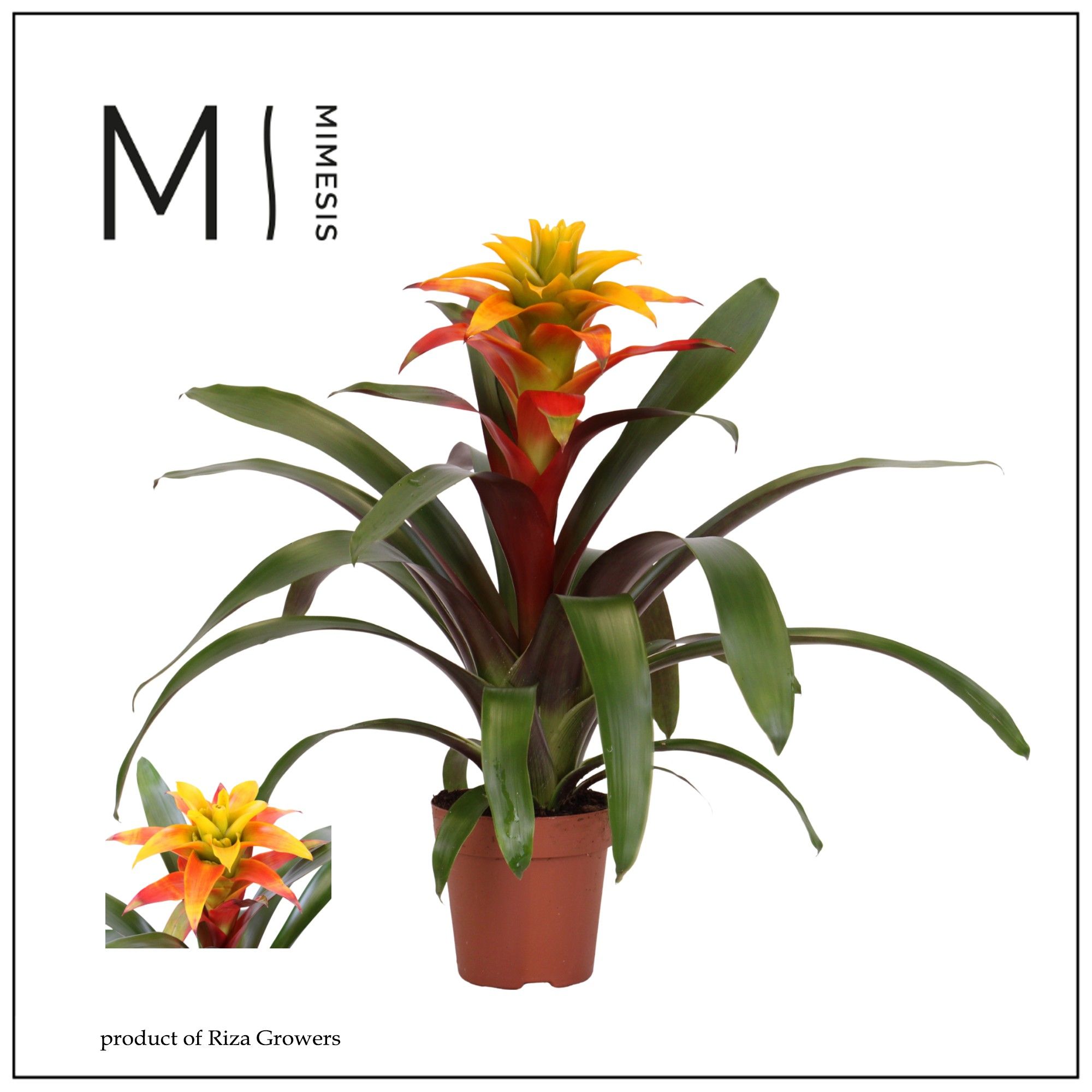 Guzmania Fiero Yellow - 12cm | Mimesis, D 12