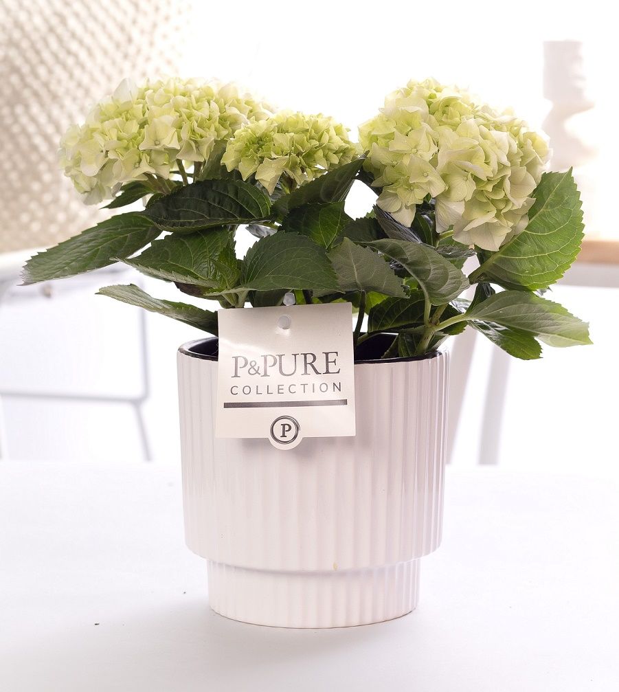 Hydrangea white in P&PURE Ivy ceramics shiny white, D 10
