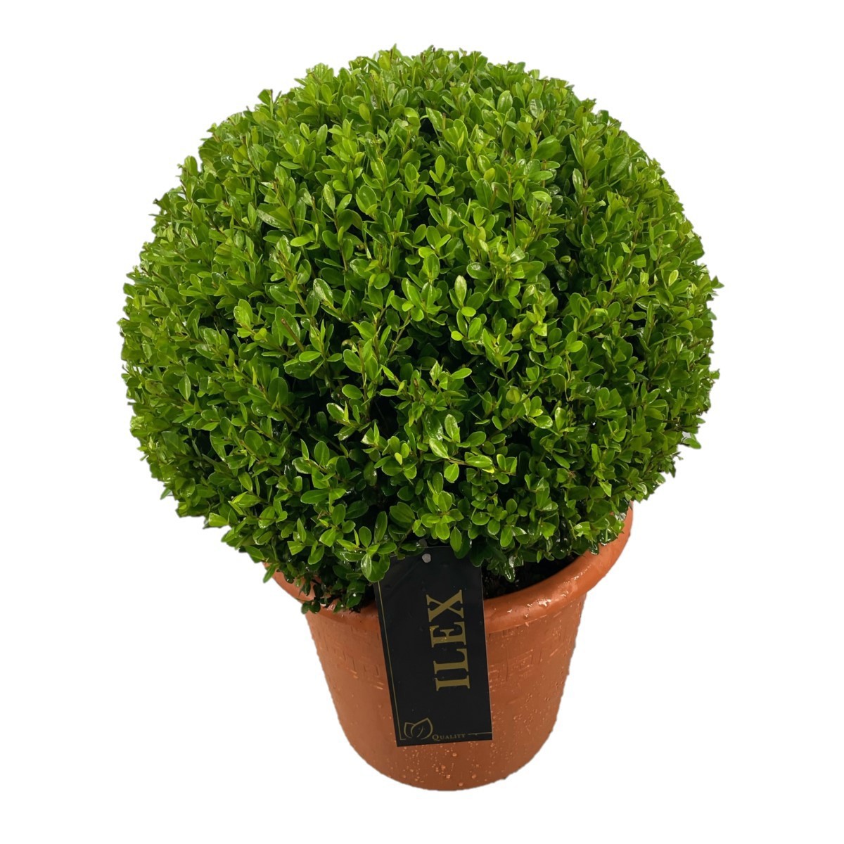 Ilex crenata 'Caroline Upright' Bol p24 (th) 30-35 ©, D 24