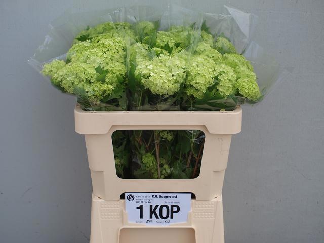 Вибурнум Розеум 50 (зел.), шт.