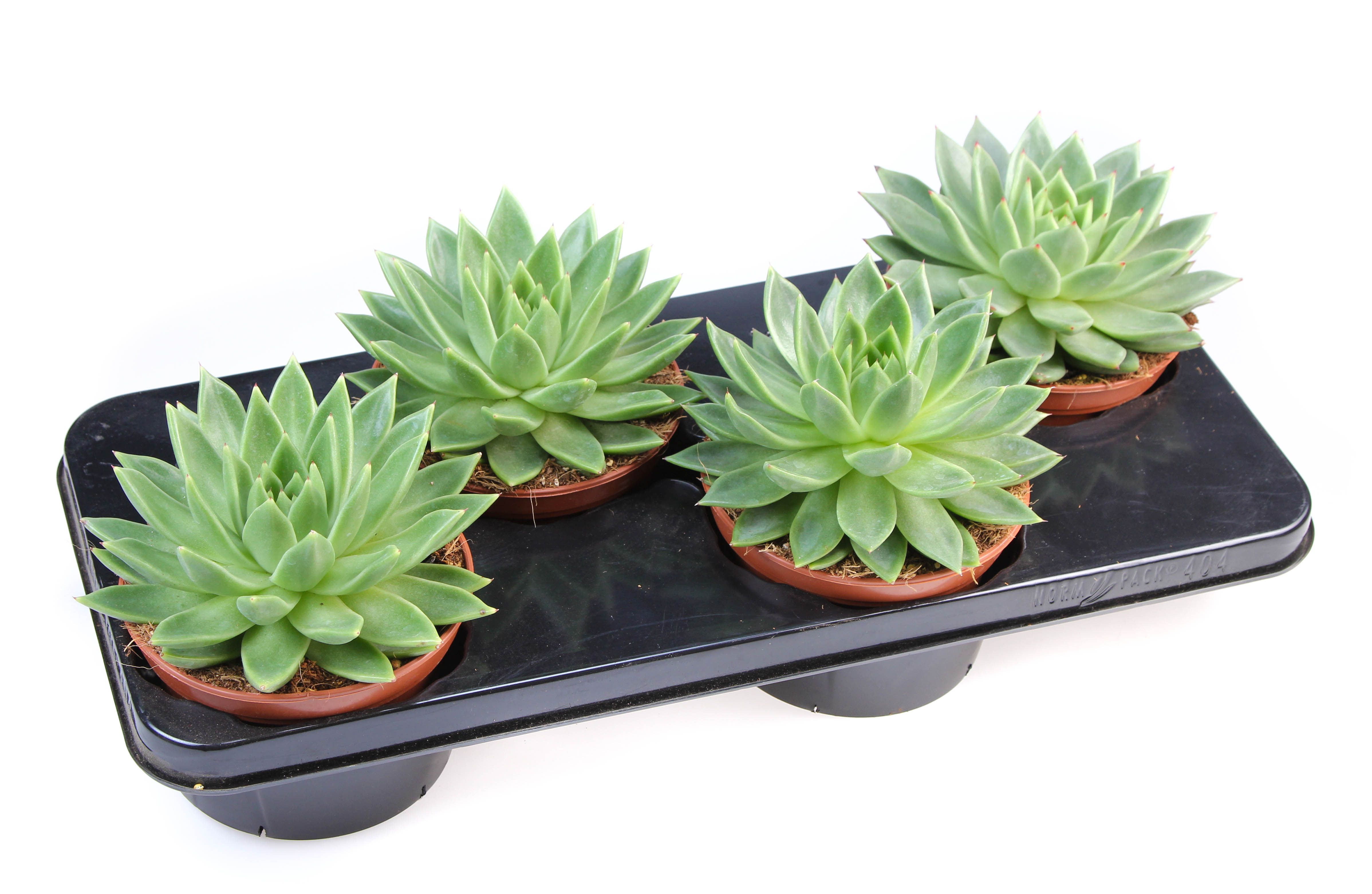 Echeveria Miranda, D 15