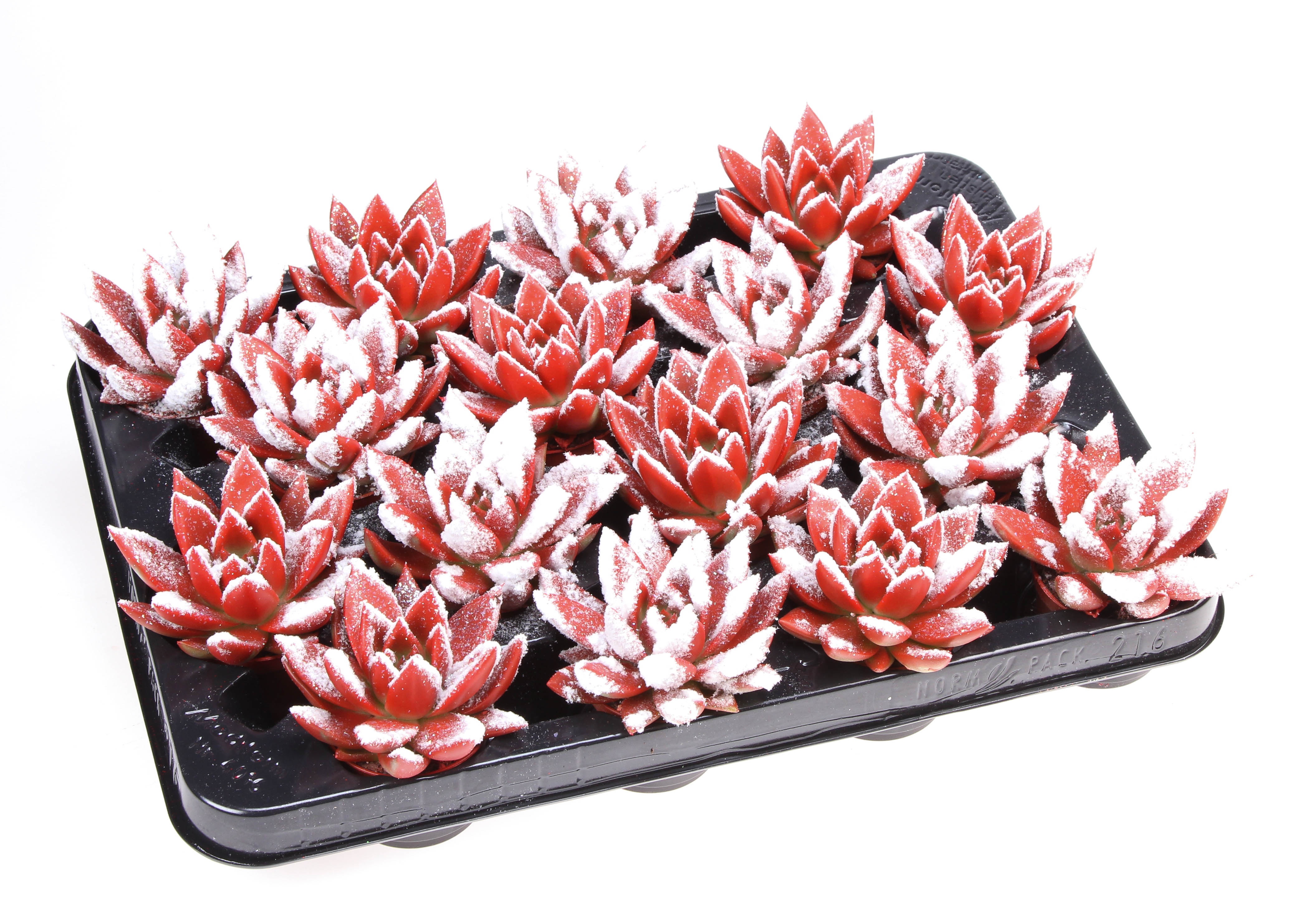 Miranda snowy + bio snow, D 6