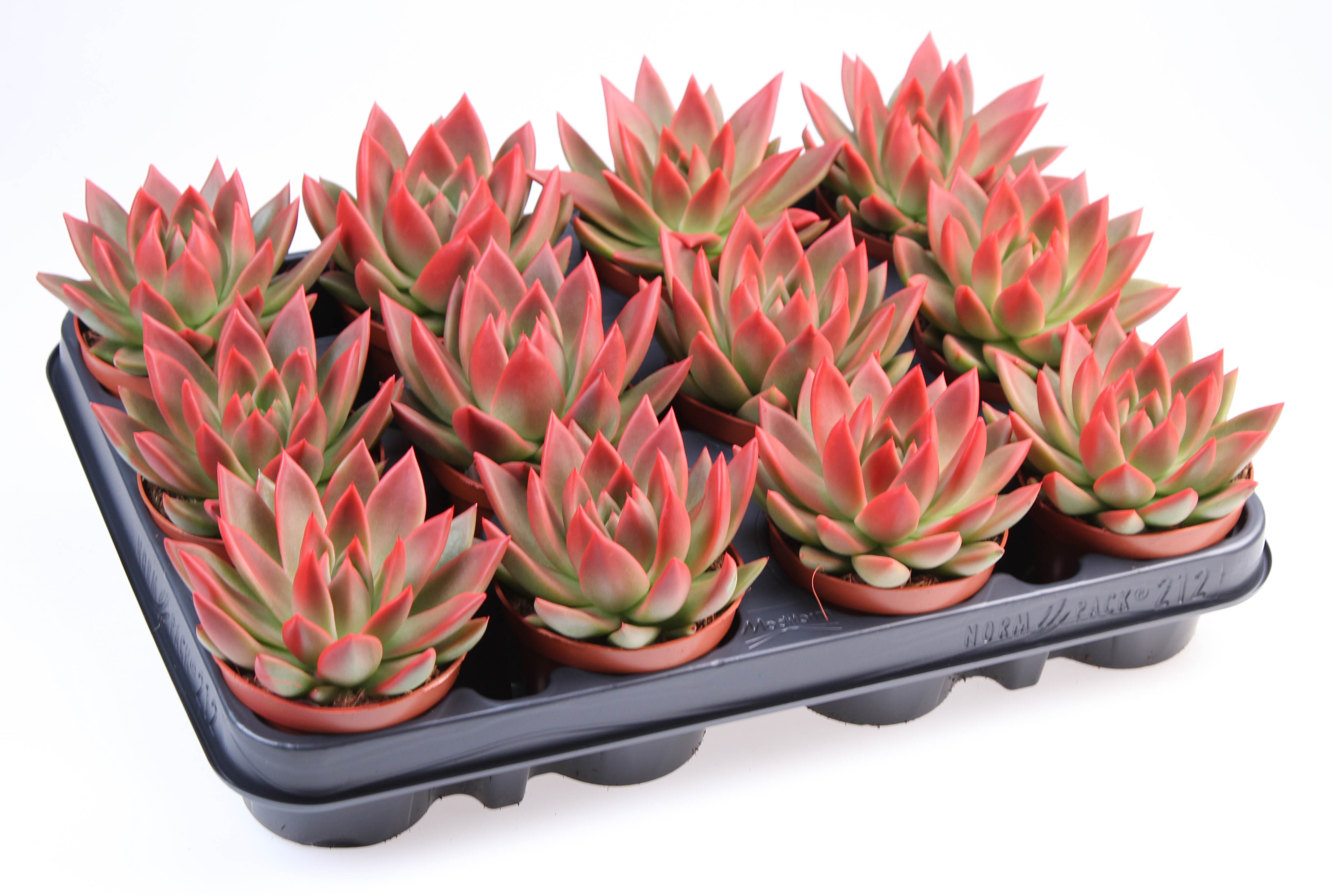 Miranda red tips, D 8,5