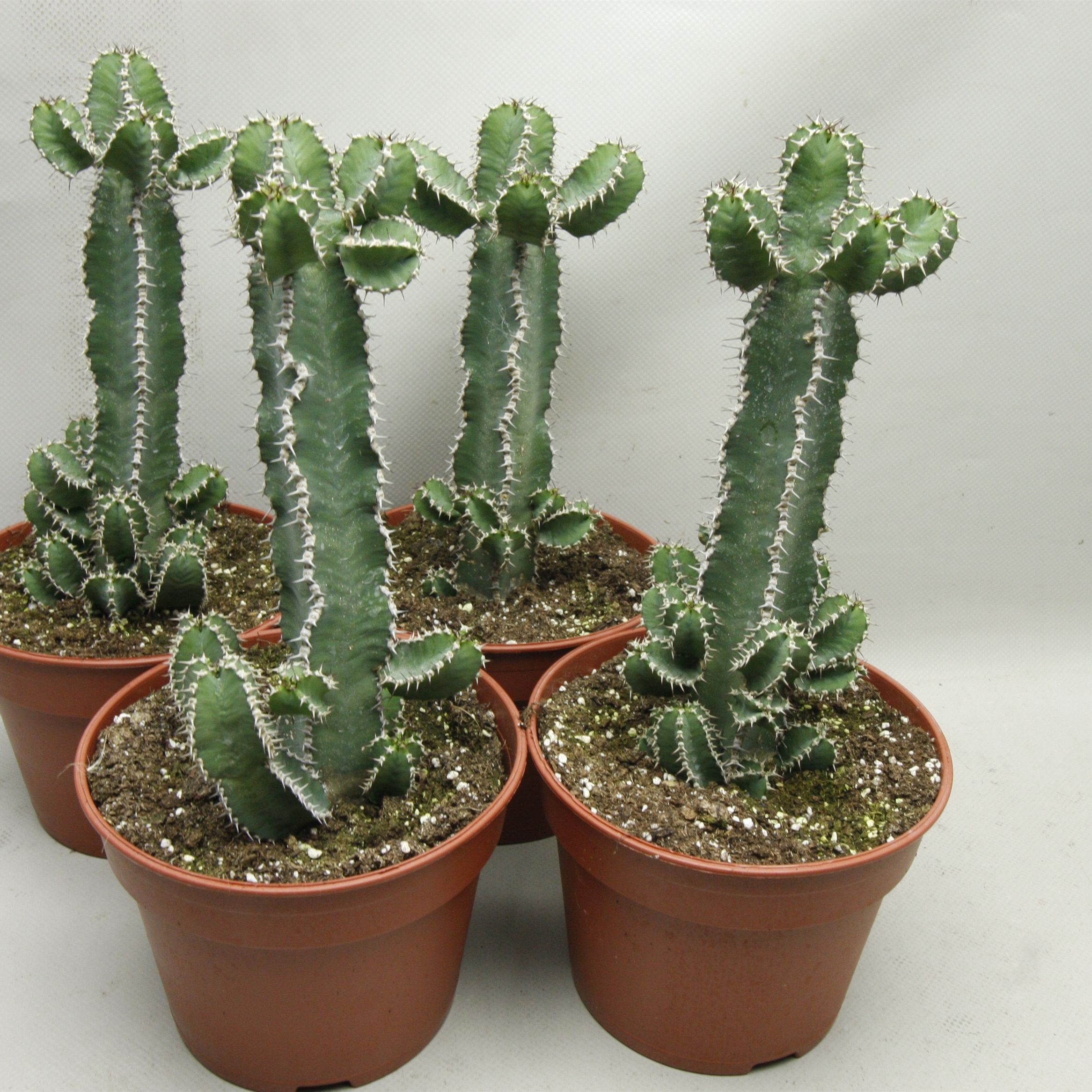 216 Polyacantha 17 cm, D 17