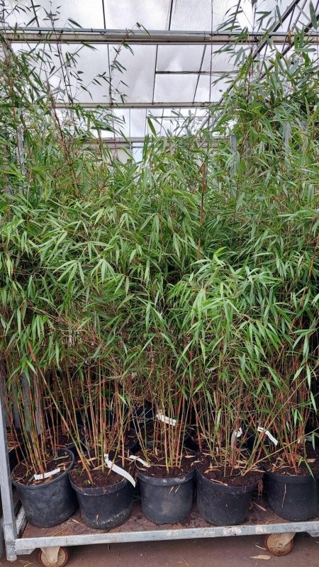 Fargesia scabrida 'Asian Wonder', D 23