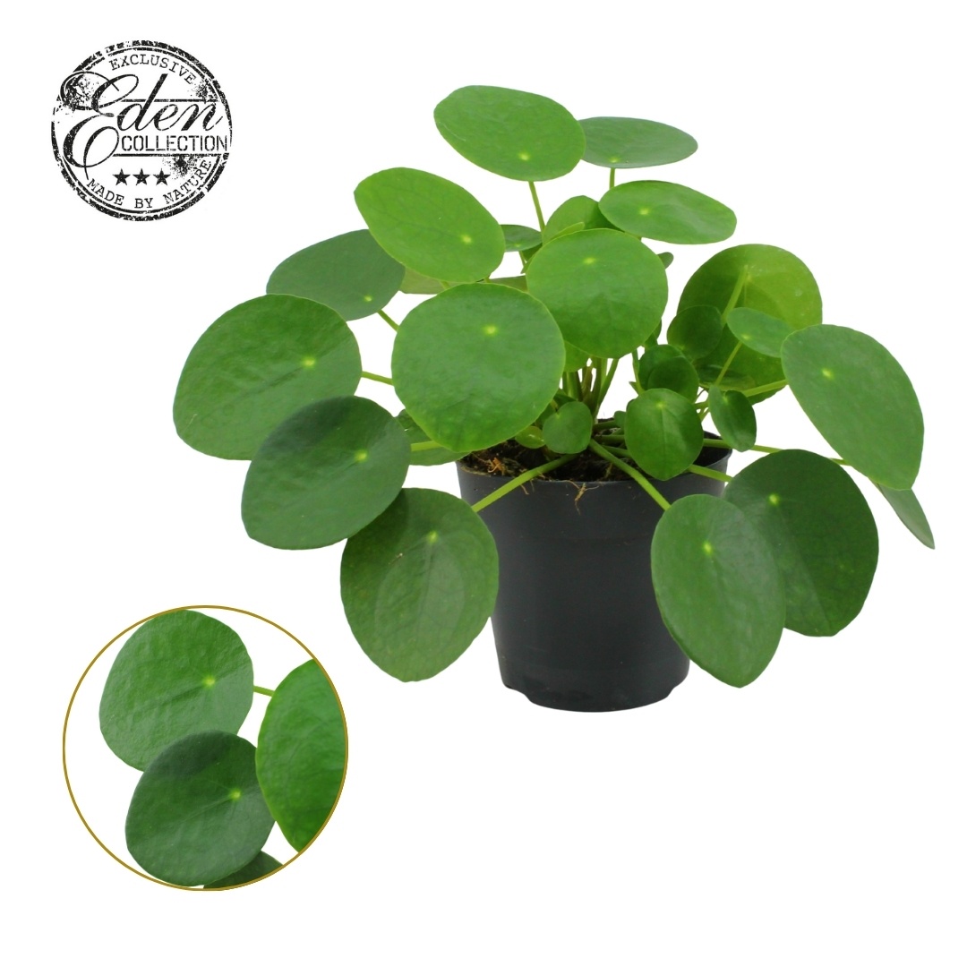 Pilea Peperomioides 12cm, D 12