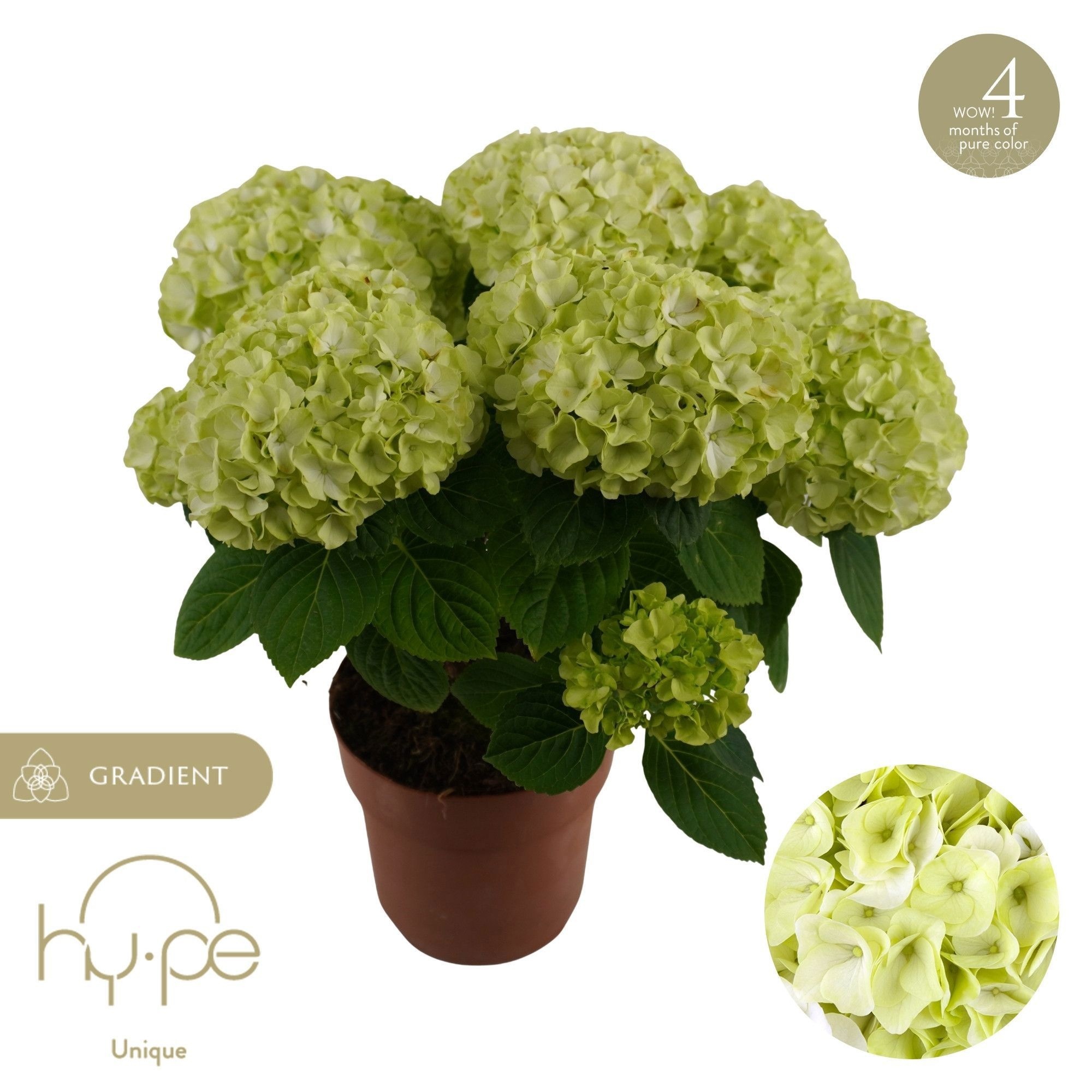 Hydrangea Hi Hailstone 7+ | Hy-pe Unique, D 14