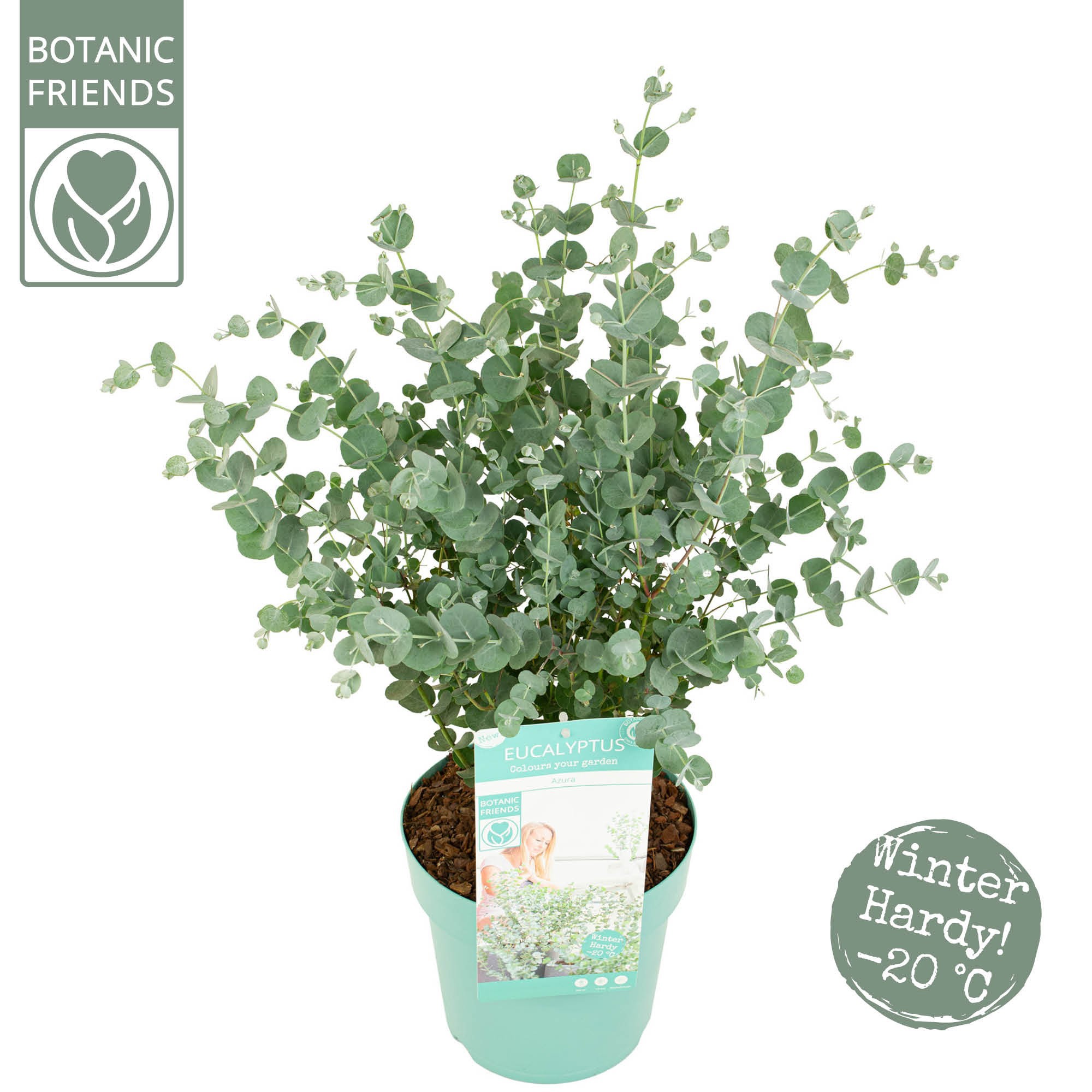 Eucalyptus gunnii 'Azura', D 24