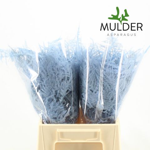 Аспарагус Овериг Крашеный (краш. ) 45, шт.