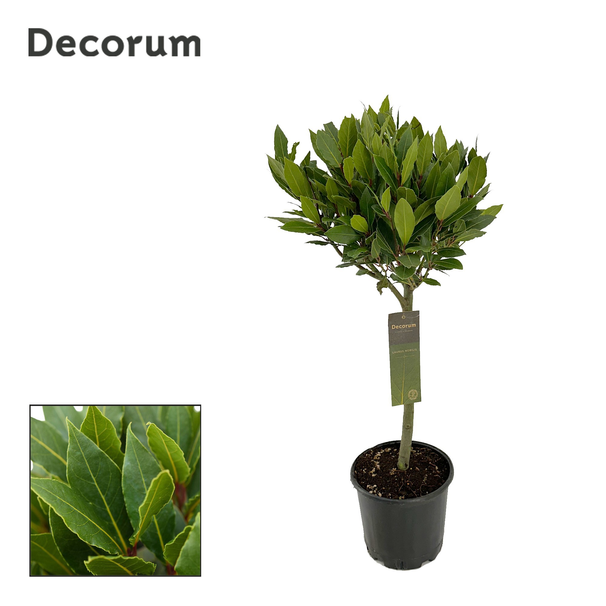 Laurus nobilis Bol op stam, D 20