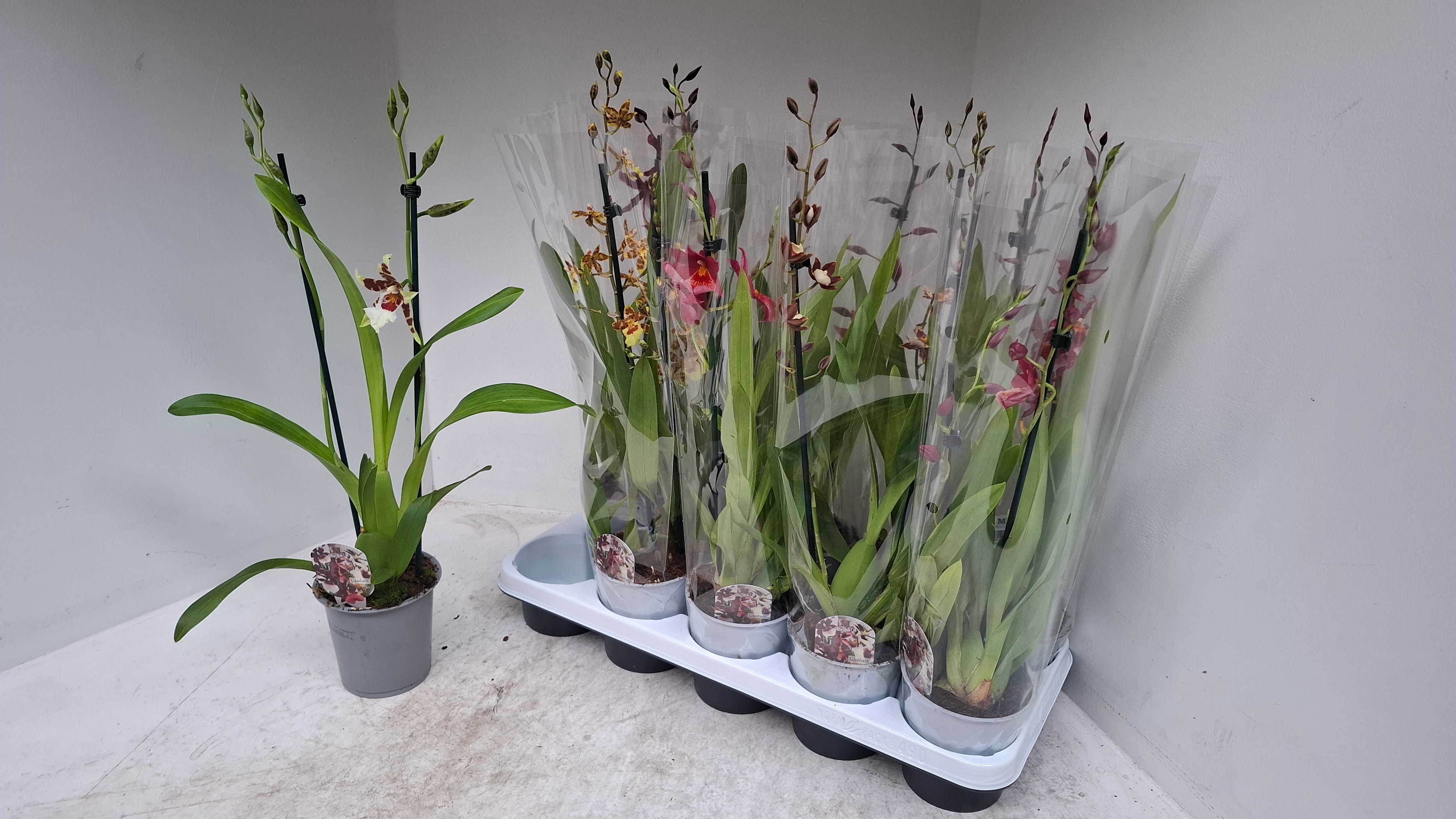 Cambria mix 2 tak, D 12