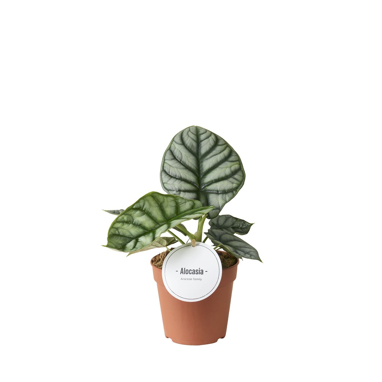 Alocasia Silver Dragon, D 12