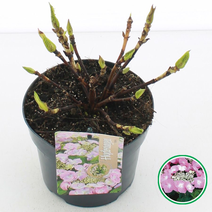 Hydrangea teller Roze C2 (17cm.), D 17