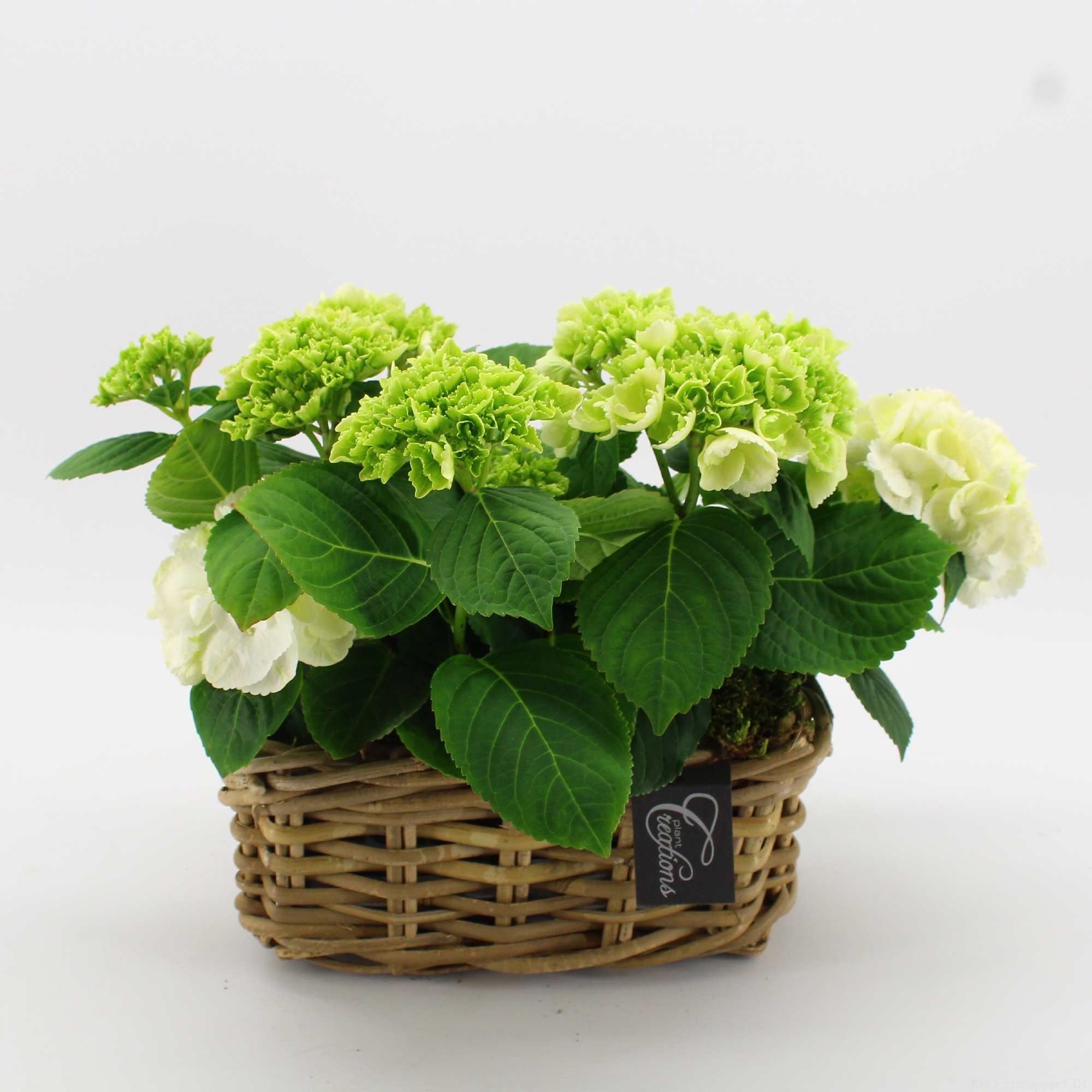 KHCR-2611W Hydrangea creations, D 27