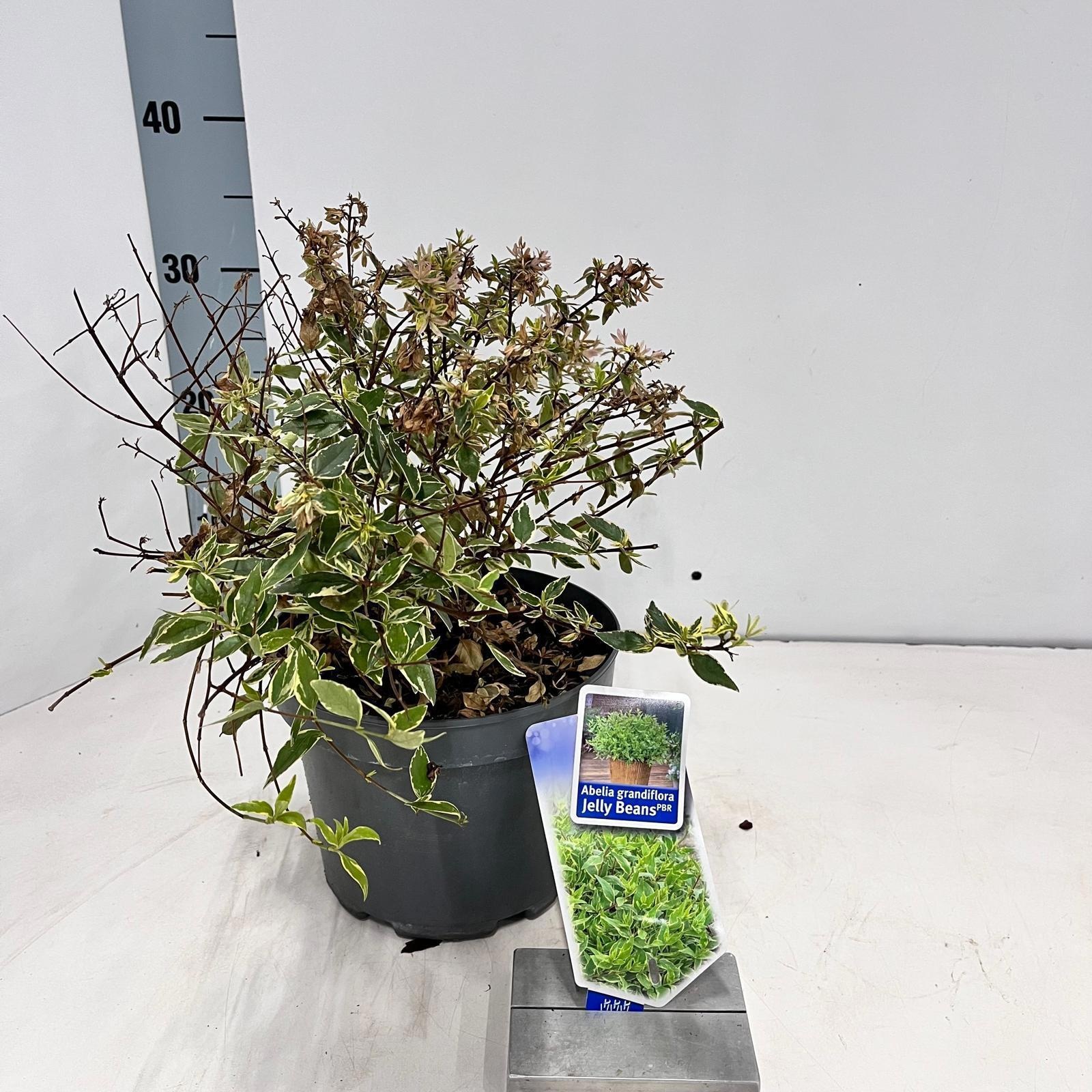 Abelia grandiflora 'Jelly Beans', D 19