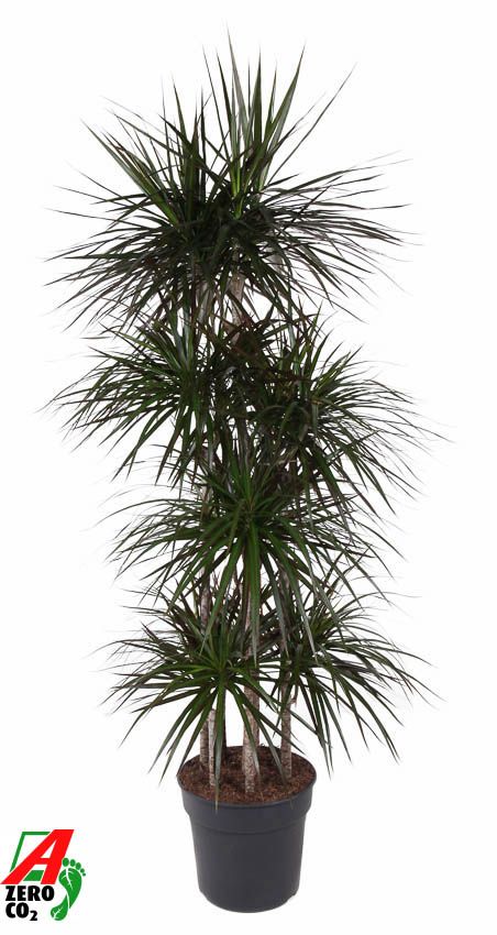 Dracaena Magenta 120-carrousel, D 34