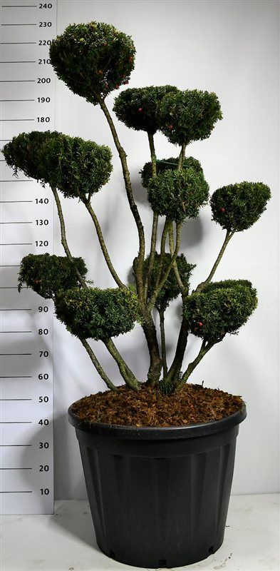 Taxus media 'Hicksii', D 65