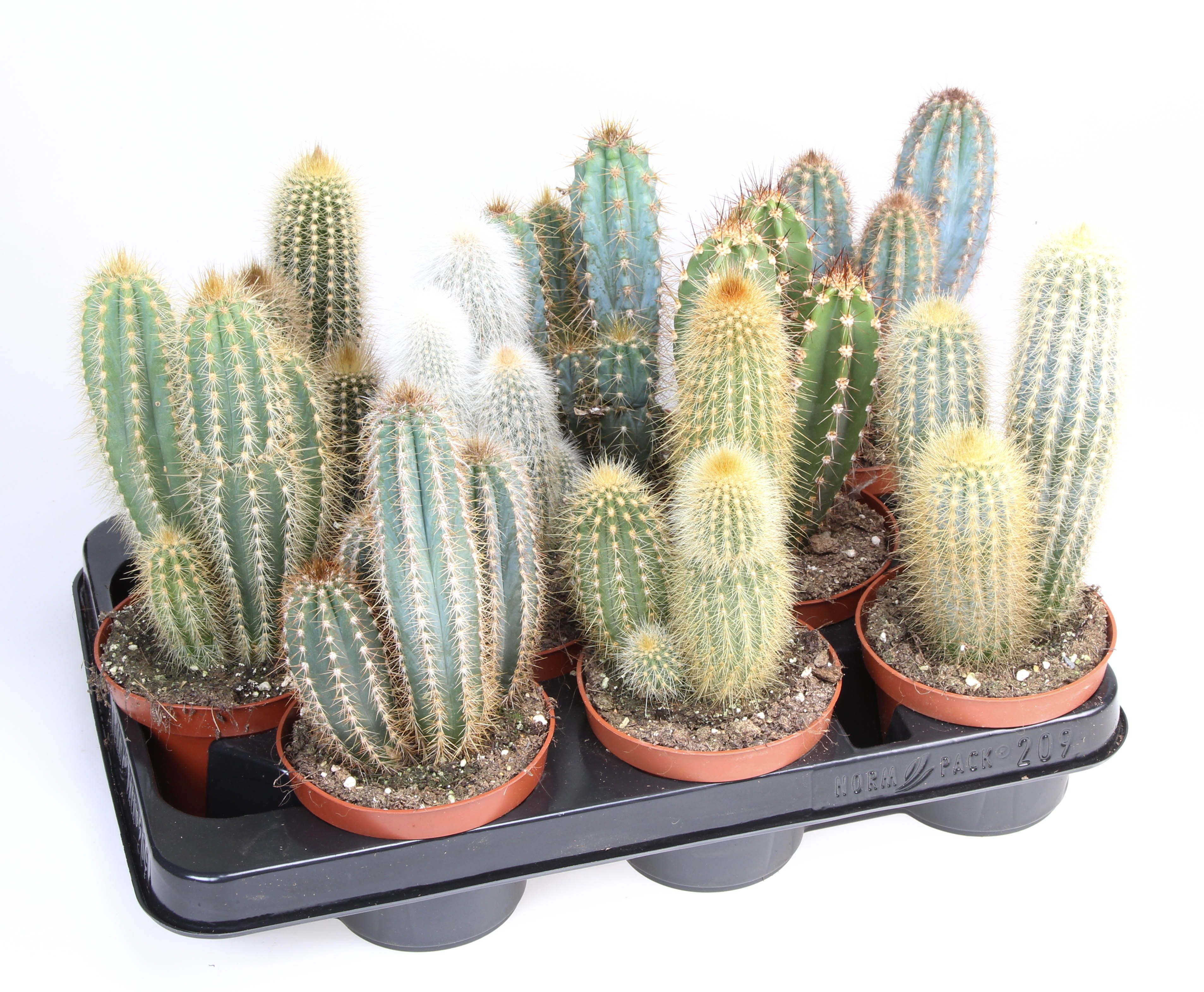 Cactus zuilmix, D 10,5