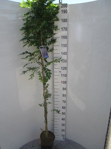 Wisteria f. Domino 200 cm P21, D 21