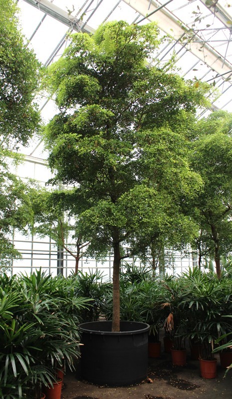 Bucida buceras, D 120