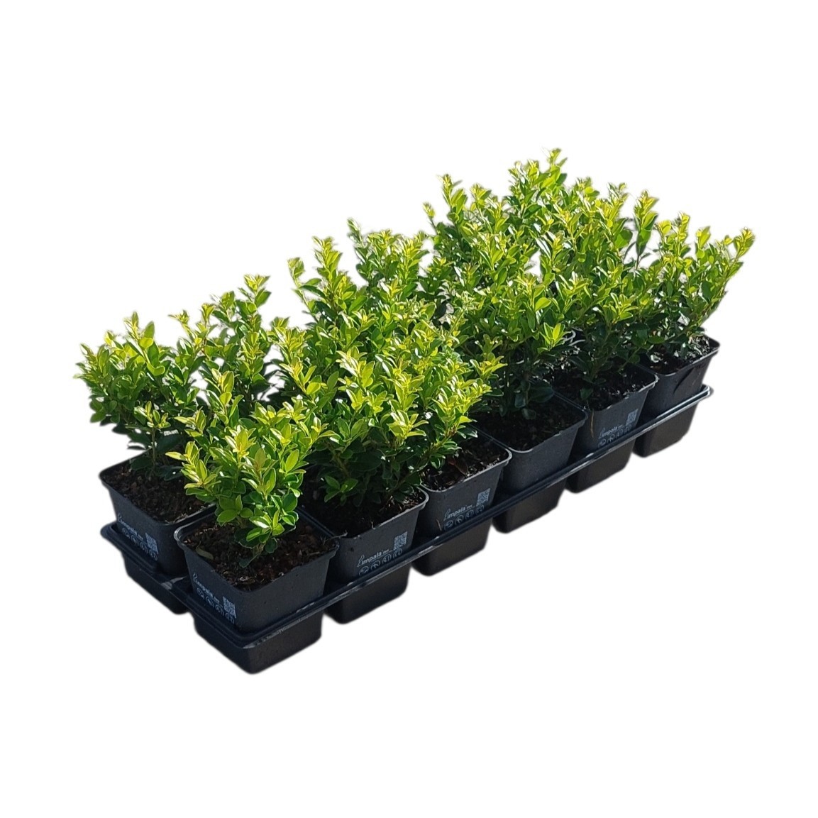 Ilex max. Impala®, D 9