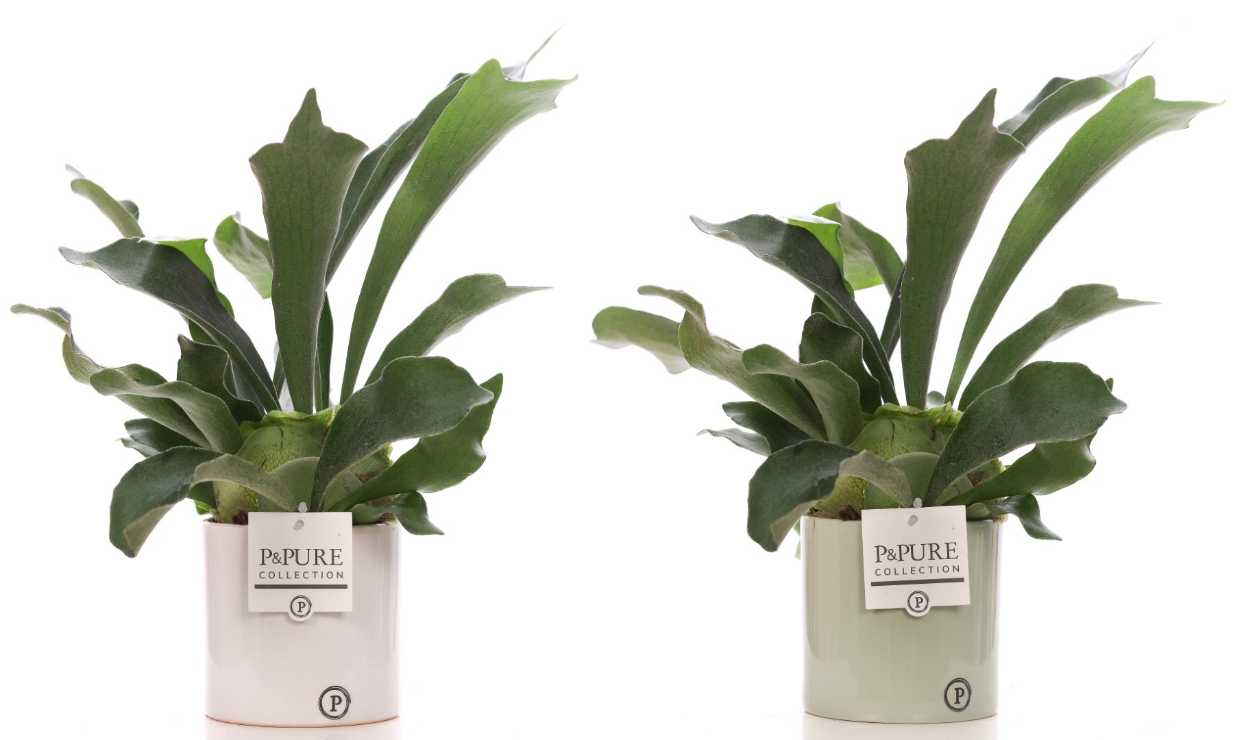 Platycerium Bif. in P&PURE Essential ceramics ass.2, D 12