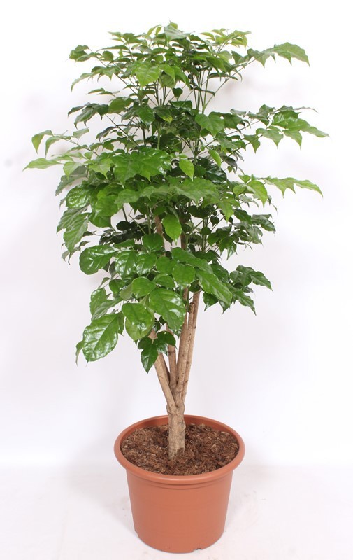 Radermachera hainanensis, D 40