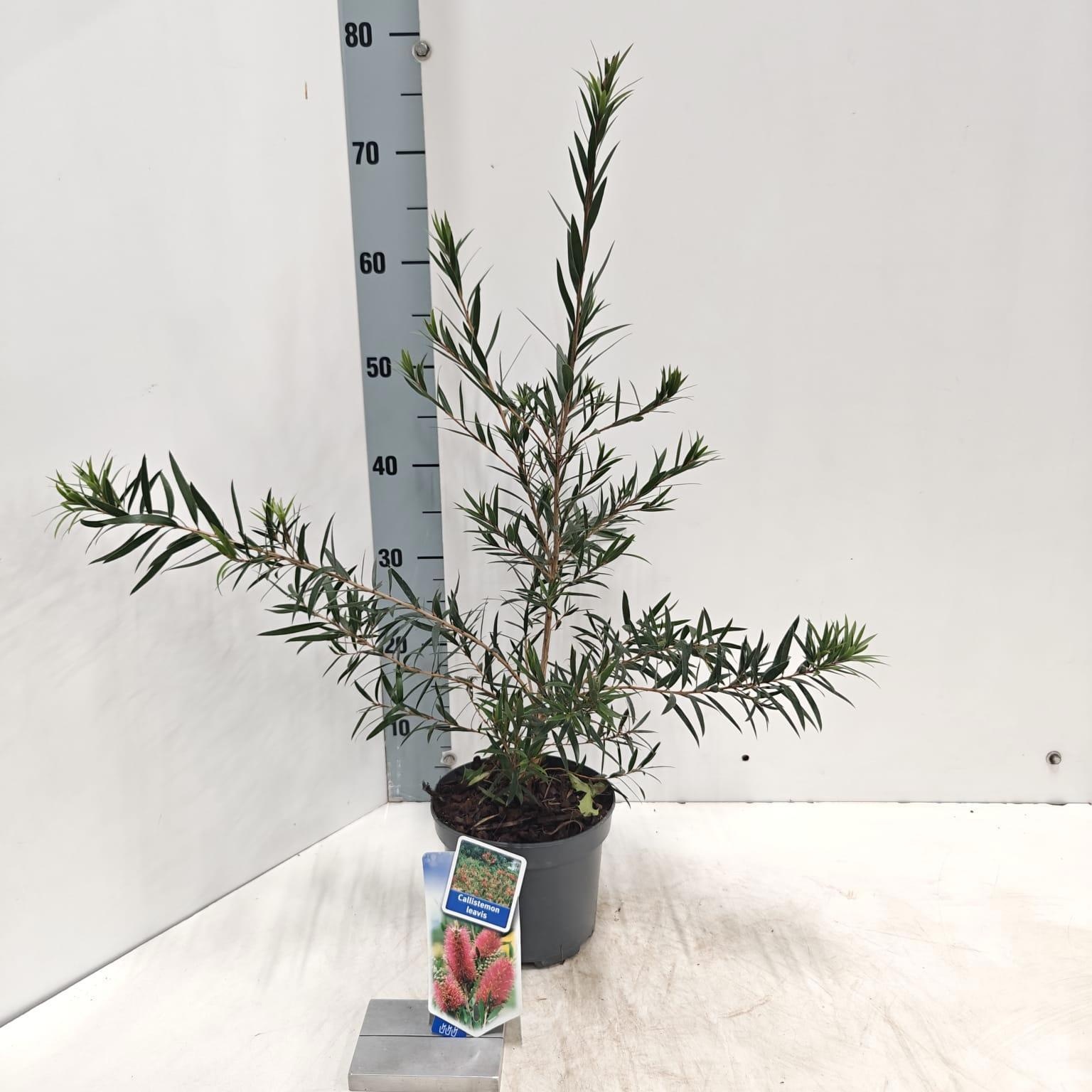 Callistemon laevis, D 17