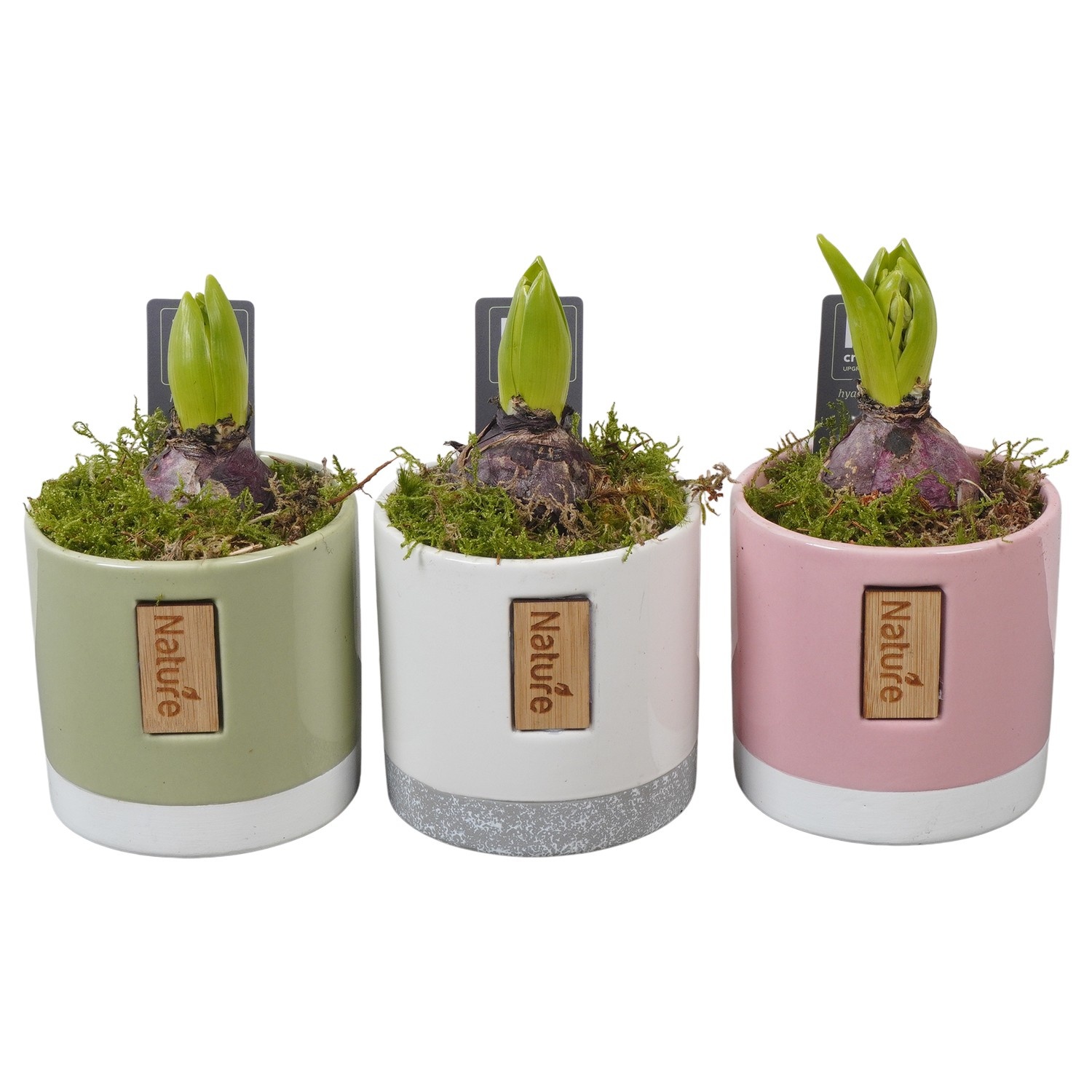 PTHC9193 Arrangement Hyacints in keramiek mix, D 11