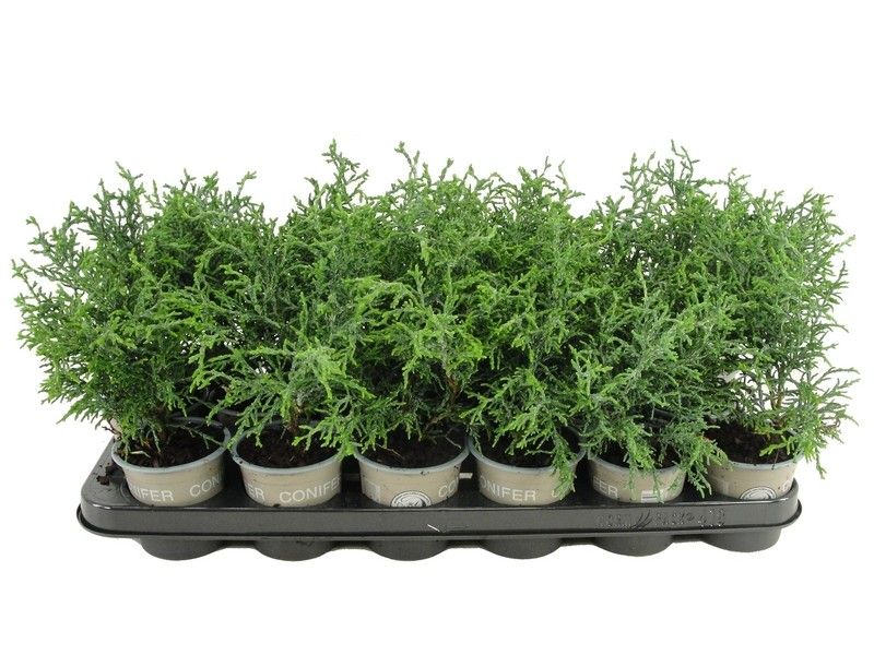 Chamaecyparis obtusa 'Lycopodioides', D 9