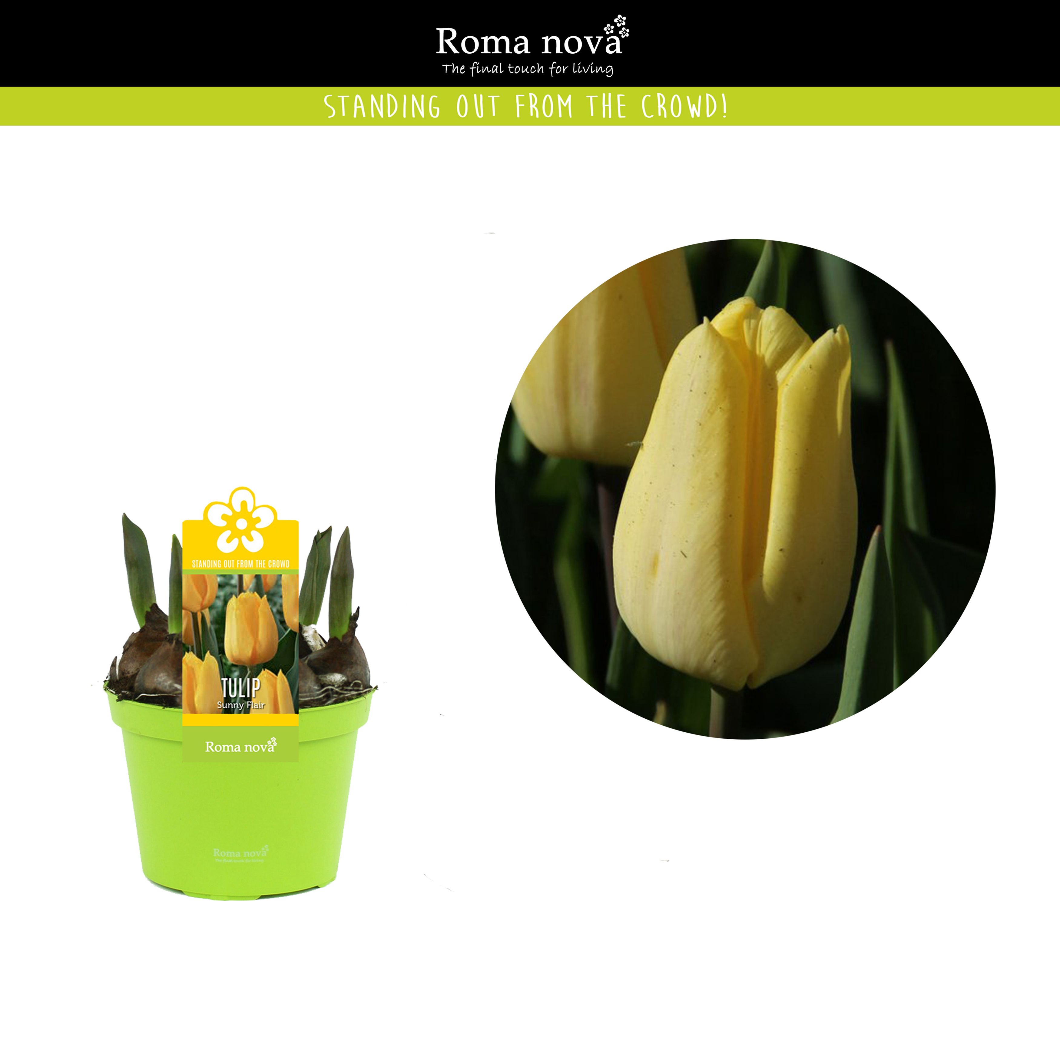 Tulp Sunny Flair 12cm, D 12