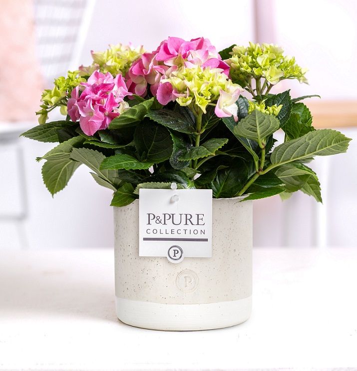 Hydrangea pink in P&PURE Jade ceramics, D 10