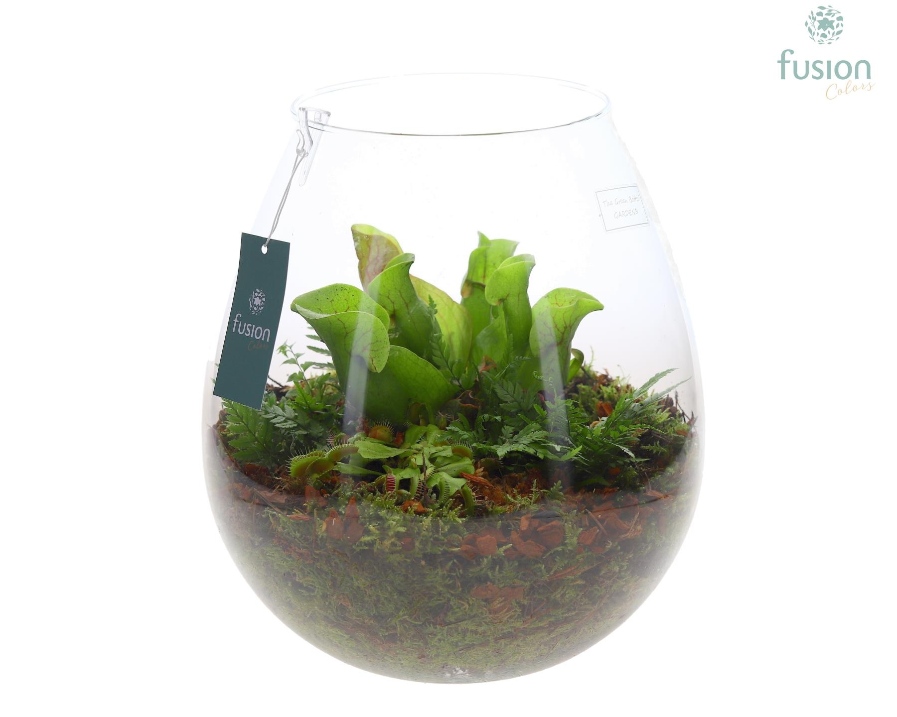 Green Bottle Abby XLarge met Vleeseters, D 29