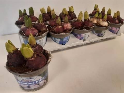 HYACIN GEM 4 KL, D 12