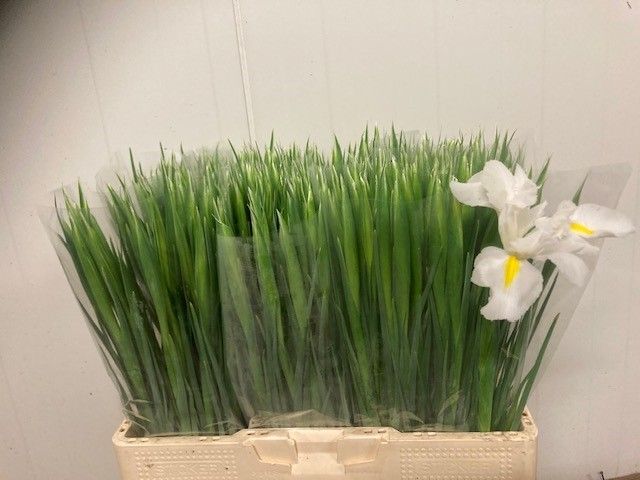 Ирис Вайт Мэджик, шт.