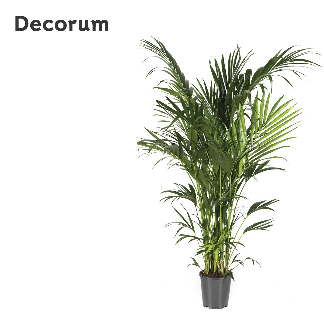 Howea forsteriana 200cm (Kentia) Decorum, D 27
