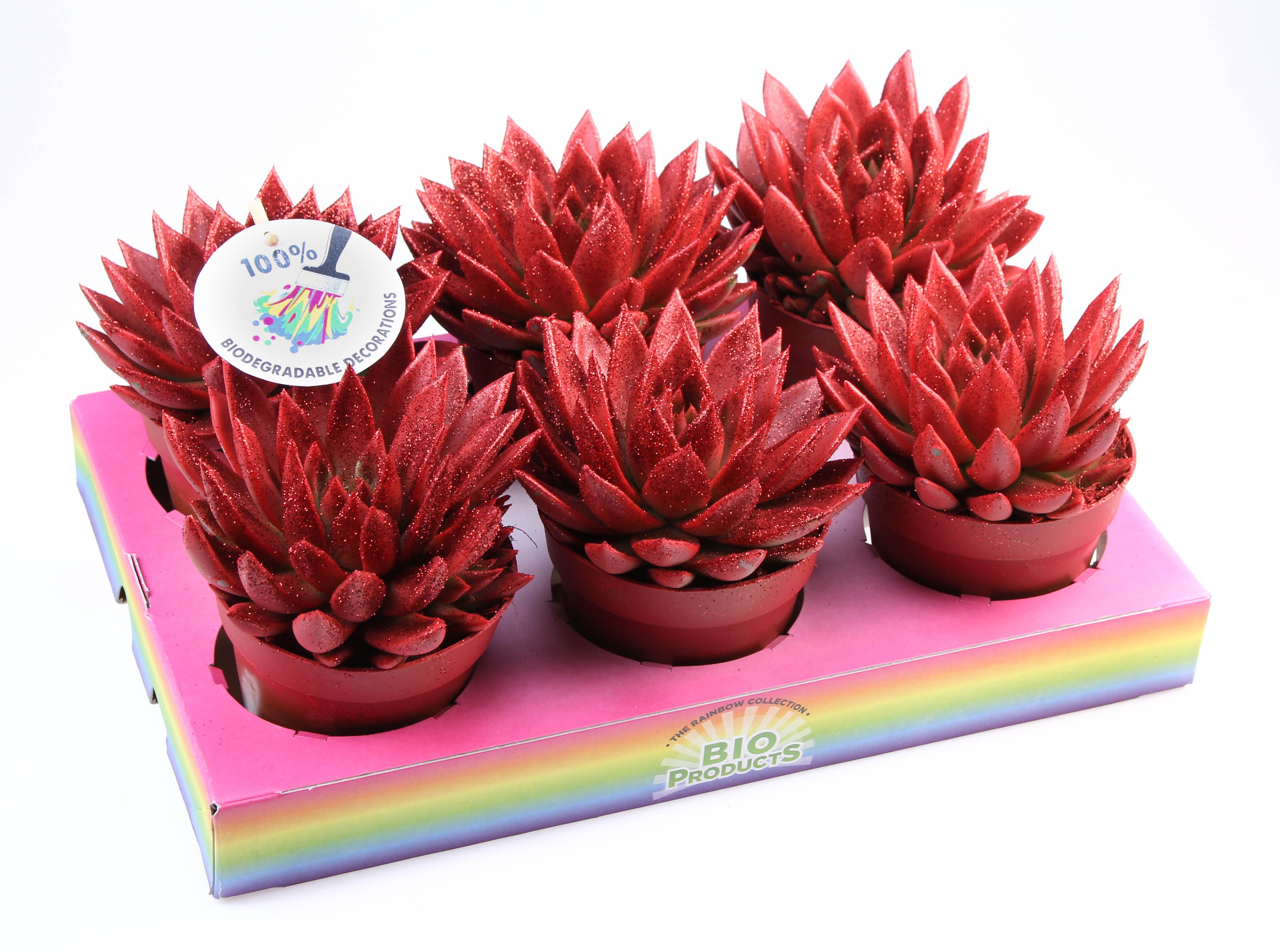 Bio miranda red glitter, D 12