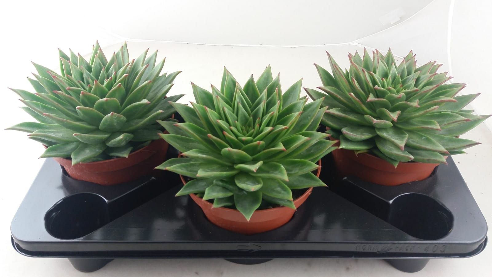 Echeveria Lip Stick, D 17