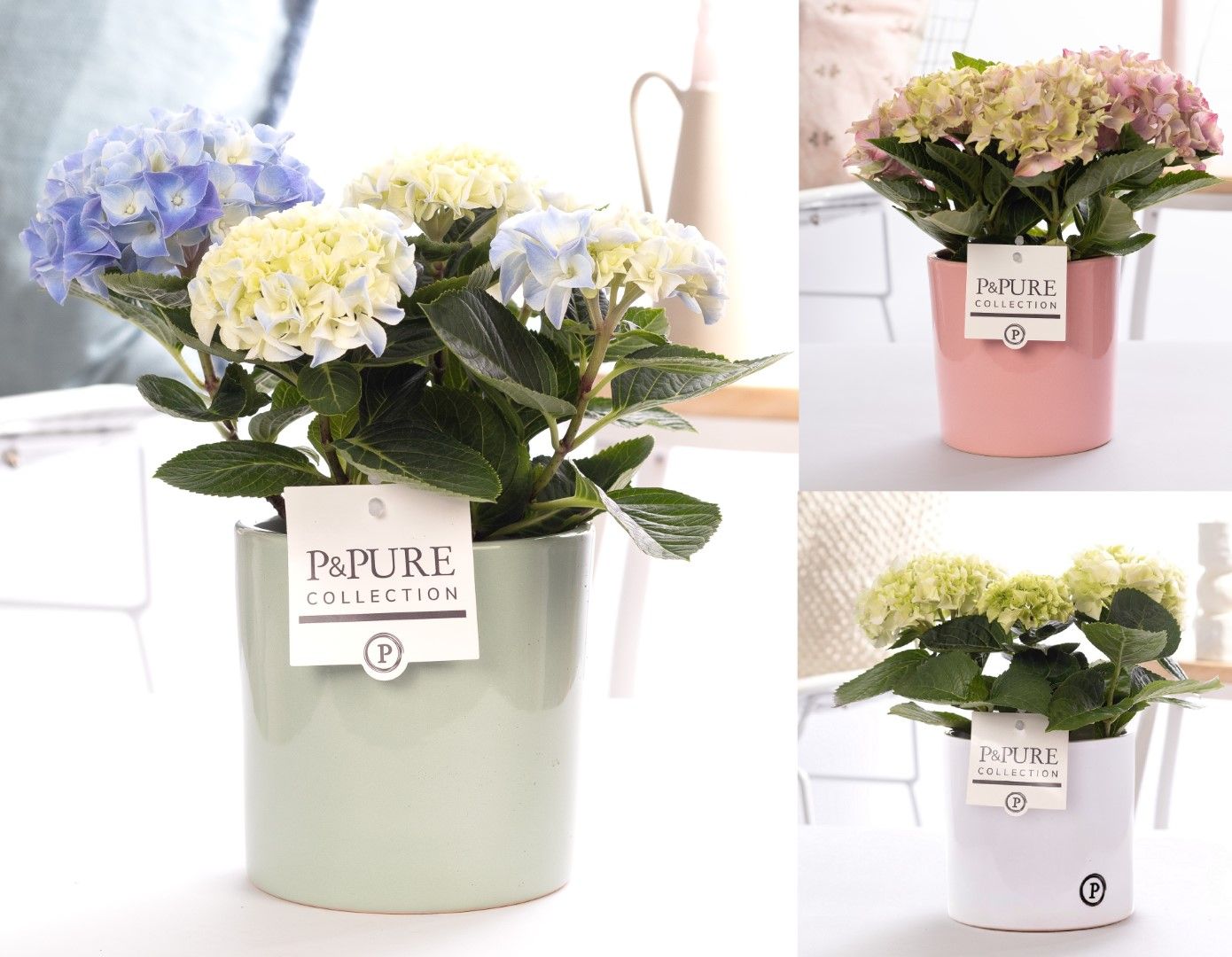 Hydrangea mix in P&PURE Essential ceramics ass.3, D 10