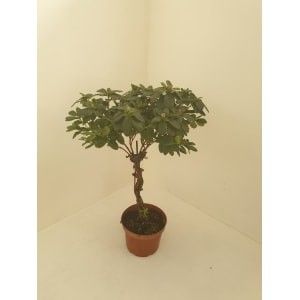 AZALEA POT 17 CM AZALEA HOOGTAM GEVLOCHTEN STAM VOGEL GEMENGDE KLEUREN, D 17