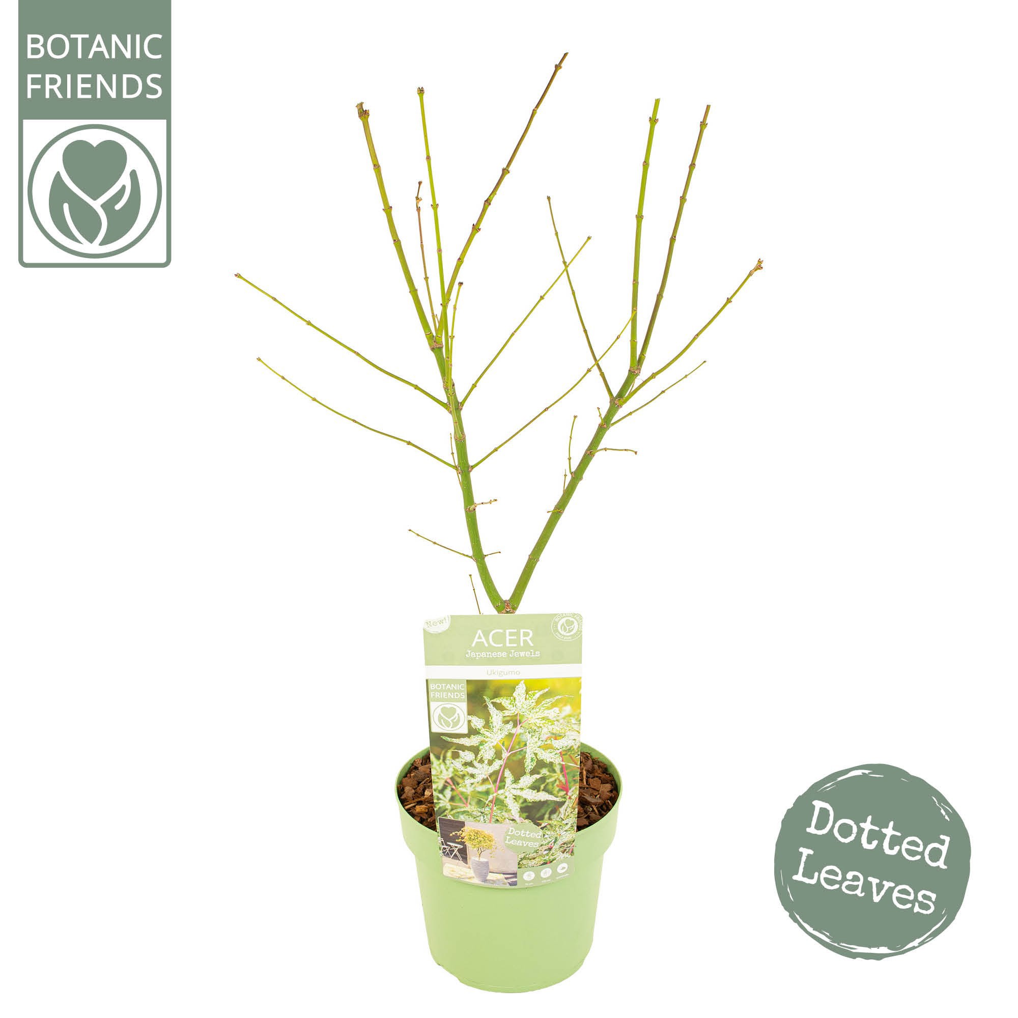 Acer palm. 'Ukigumo', D 19