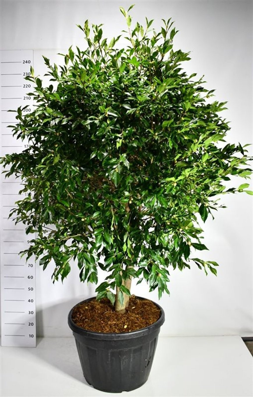 Camellia wil. 'Mary Phoebe Taylor', D 65