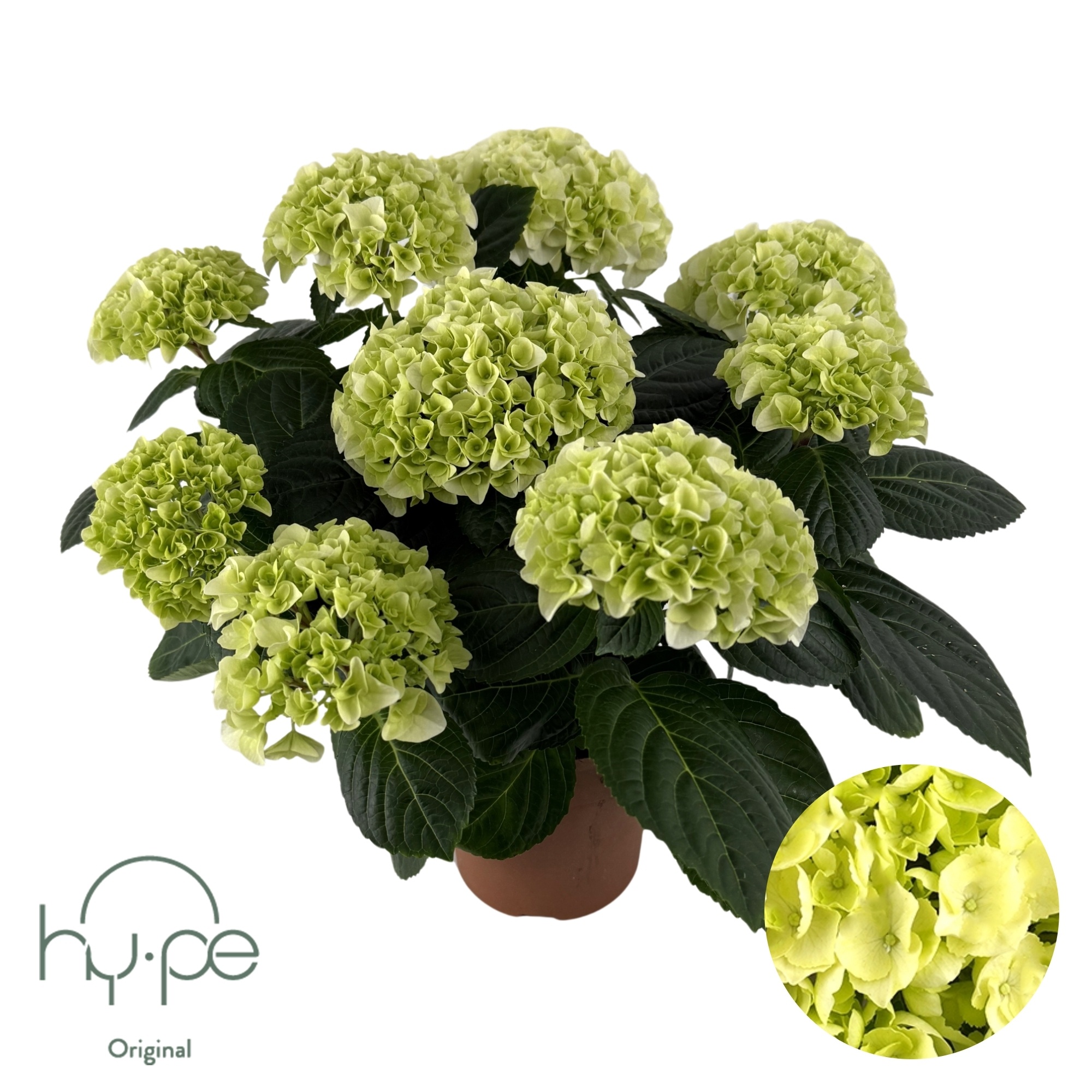 Hydrangea Mophead White 7+ | Hy-pe Original, D 14