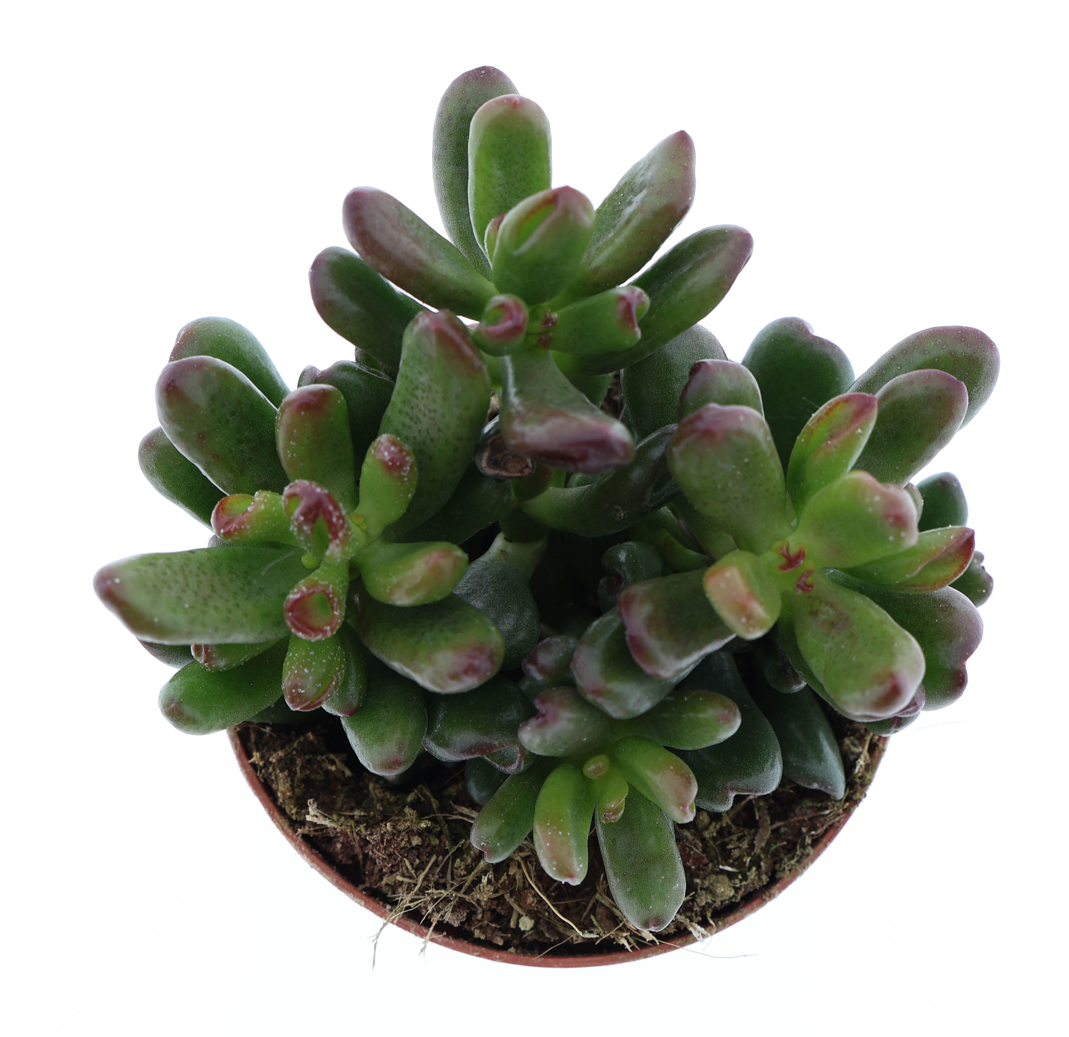 Crassula Oasis, D 8,5
